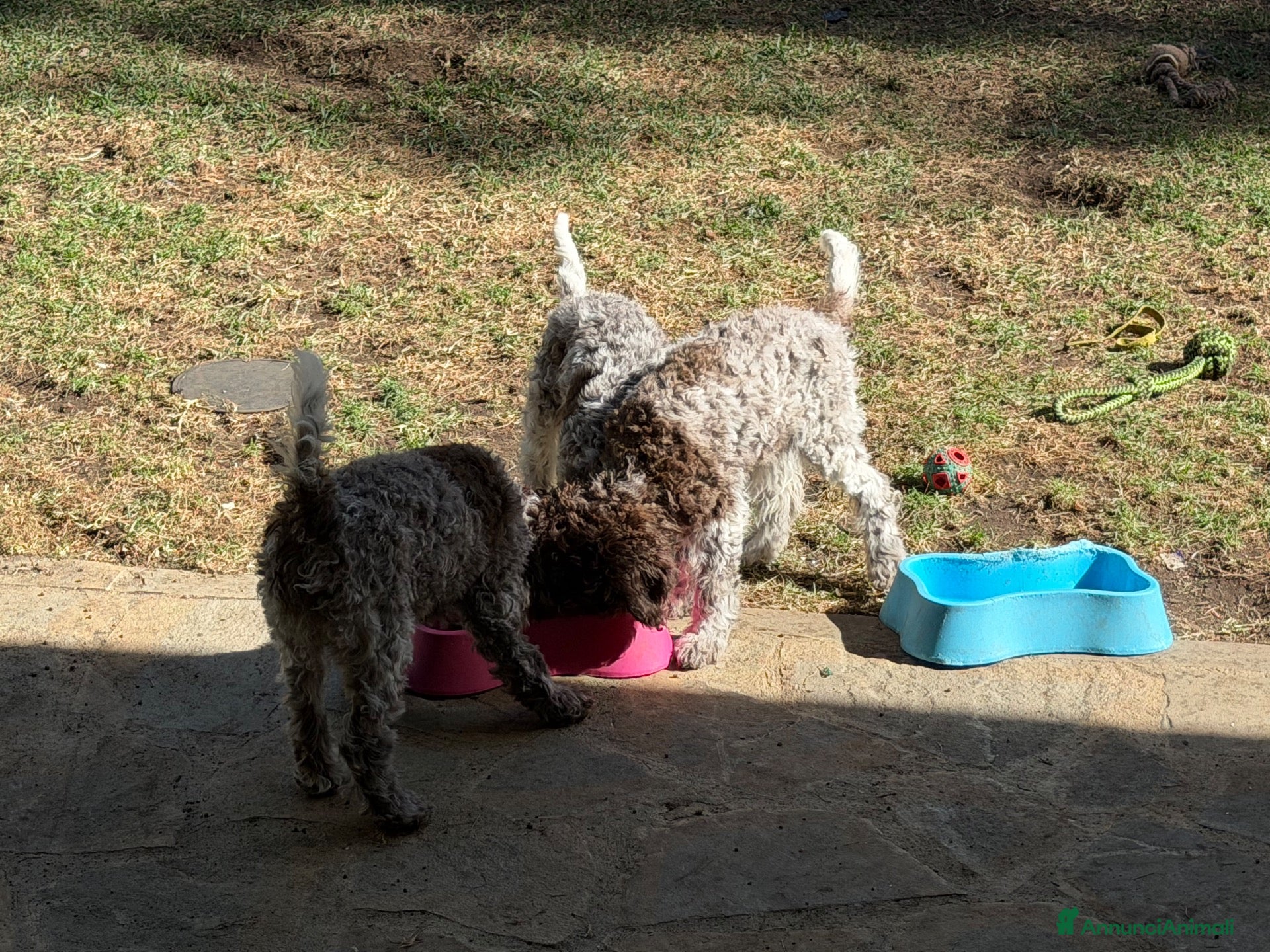 Lagotto cani in vendita: Cuccioli di Lagotto romagnolo - Annuncio 1
