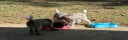 Lagotto cani in vendita: Cuccioli di Lagotto romagnolo - Annuncio 1