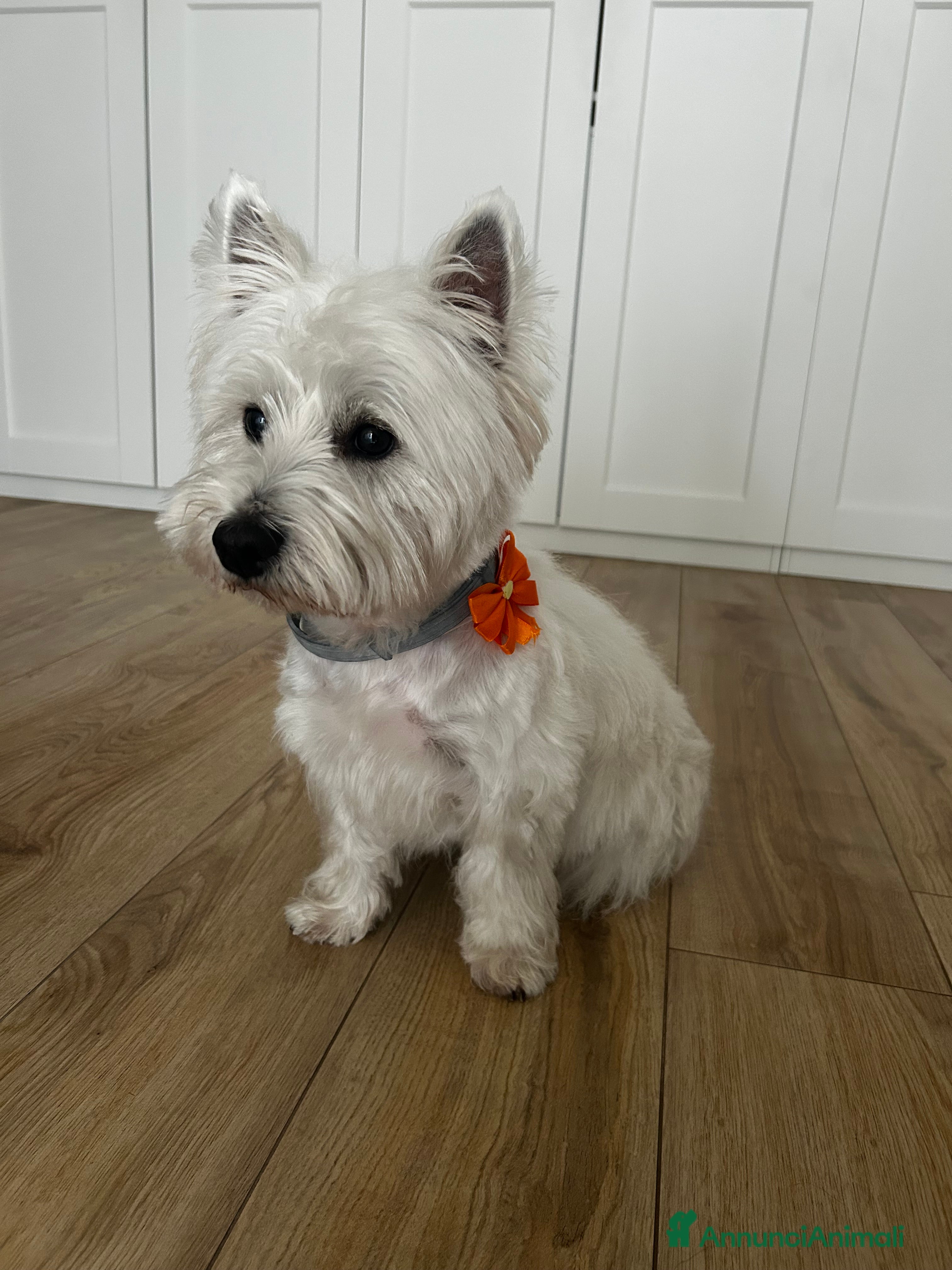 West Highland cani Cerco West Highland femmina per accoppiamento  - Annuncio 2