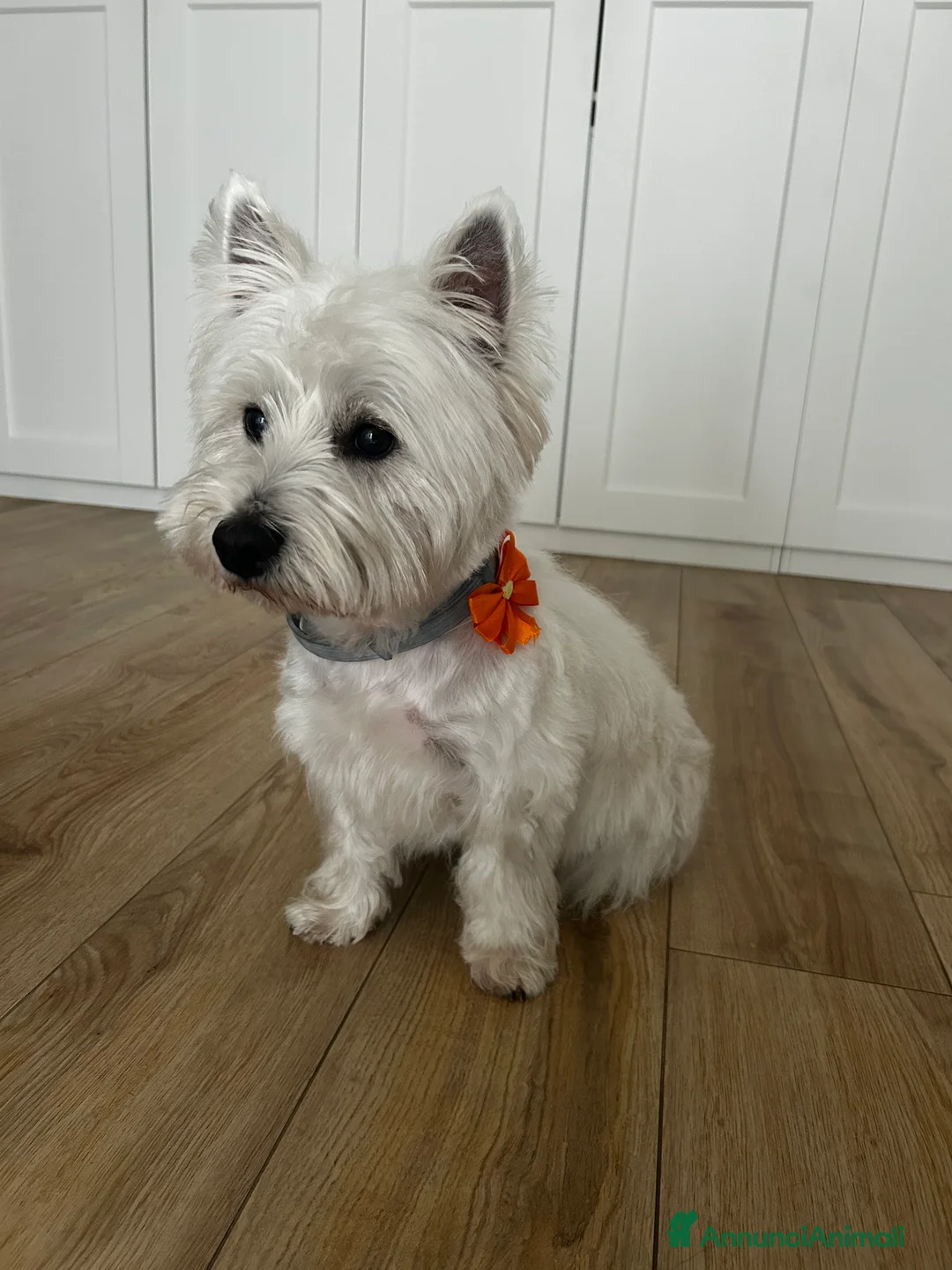 West Highland cani per accoppiamento: Cerco West Highland femmina per accoppiamento  - Annuncio 2