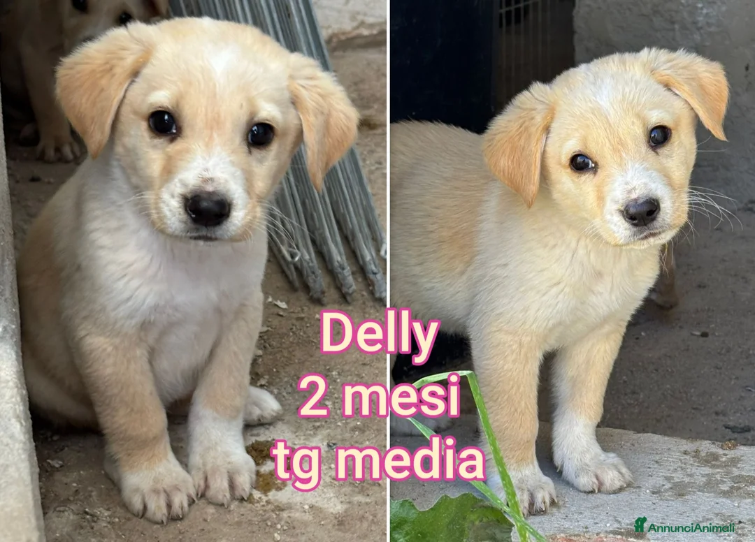 Meticcio cani in regalo: Cuccioli tenerissimi senza casa! a Provincia di Modena - Annuncio 1