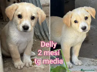 Meticcio cani Cuccioli tenerissimi senza casa! - Annuncio 32