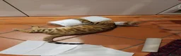 Bengala gatti in vendita: Gattina Bengala di 9 mesi - Annuncio 5