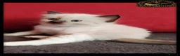 Ragdoll gatti in vendita: Ragdoll con pedegree  a Città metropolitana di Milano - Annuncio 7