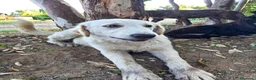 Meticcio cani in regalo: FESA 🩷 un cuore che aspetta una casa! a Provincia di Brescia - Annuncio 3