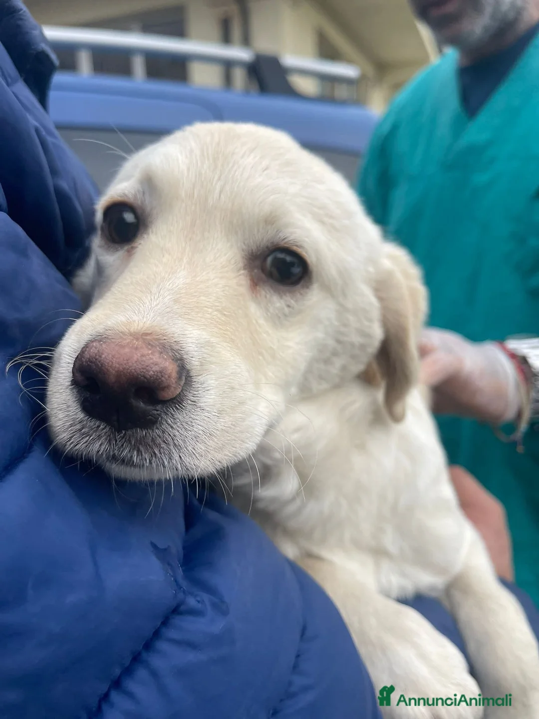 Meticcio cani in regalo: Mix Labrador, 4/5 mesi, EUGENIA dolce - Annuncio 3