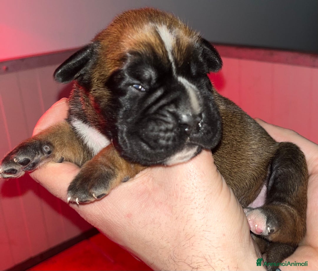 Boxer cani in vendita: Boxer cuccioli - Annuncio 7