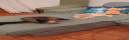 Scottish gatti in vendita: Schottish Paul  - Annuncio 9