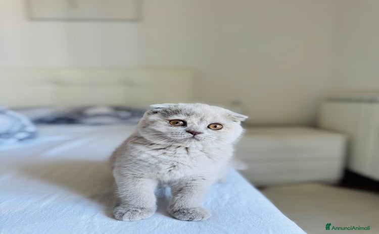 Scottish gatti a Città Metropolitana di Bologna - Annuncio 8
