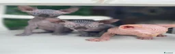 Sphynx gatti in vendita: Cuccioli Sphynks  - Annuncio 12
