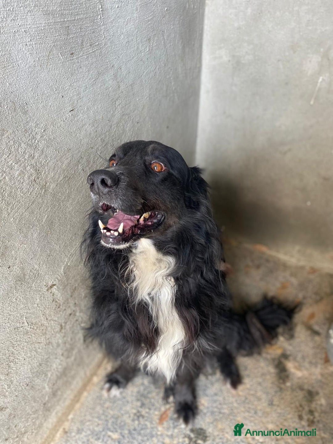 Meticcio cani in regalo: PRINCE occhi belli cerca casa - 7 anni  a Provincia di Latina - Annuncio 4