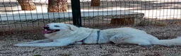 Meticcio cani in regalo: Fatima dolcissima e bravissima con tutti a Città Metropolitana di Firenze - Annuncio 16