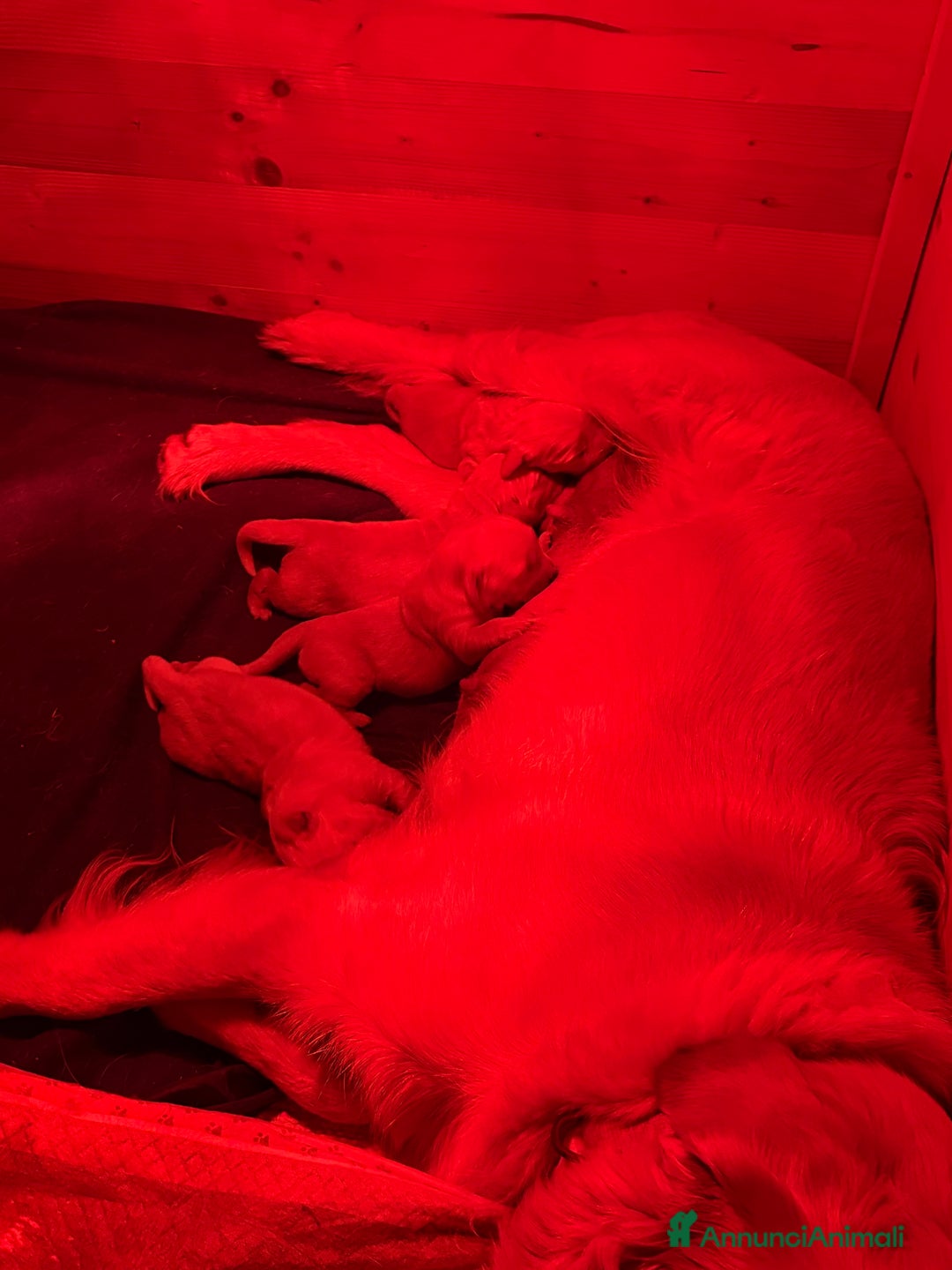 Golden Retriever cani in vendita: Ultimo maschietto di golden retriver disponibile - Annuncio 4