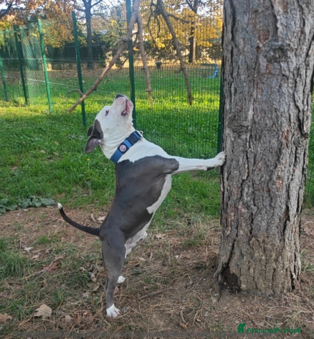 Pitbull cani Monta - Annuncio 1