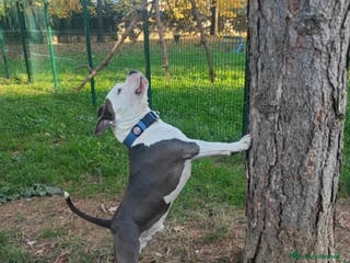 Pitbull cani Monta - Annuncio 6