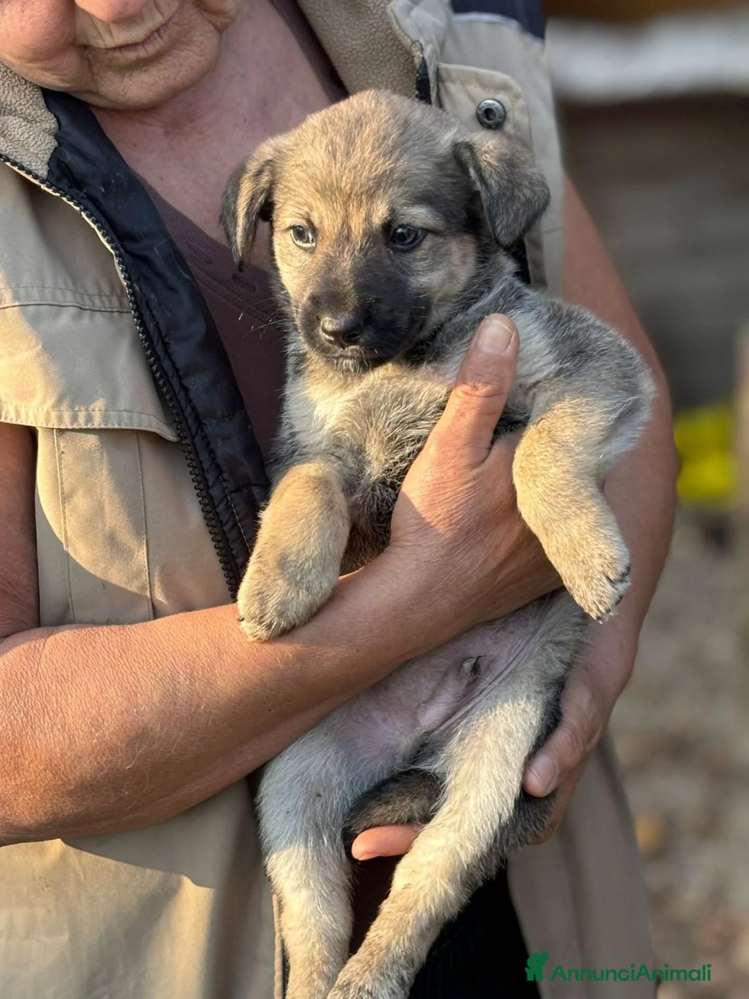 Meticcio cani in regalo: Pepito cucciolo 60 giorni tg medio piccola  - Annuncio 2