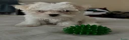 Maltese cani in vendita: Maltese MiniToy  - Annuncio 3
