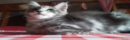 Meticcio gatti in regalo: Maine coon a Provincia di Sondrio - Annuncio 3