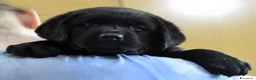 Labrador cani in vendita: Labrador Retriever neri linee inglesi  - Annuncio 22