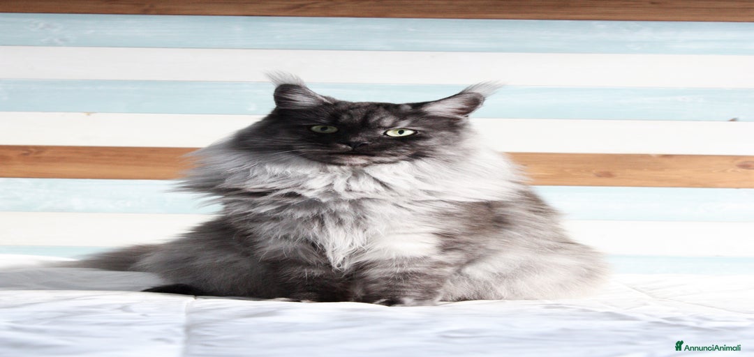 Immagine della galleria {{count}}