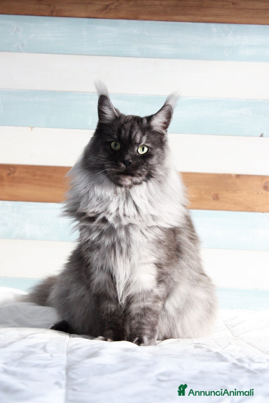 Immagine della galleria {{count}}