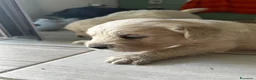 Golden Retriever cani in vendita: Cuccioli disponibili - Golden retriever - Annuncio 11