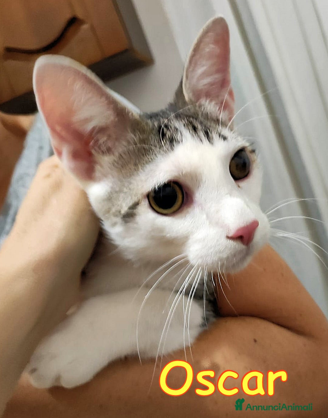 Europeo gatti in regalo: 📍ADOZIONE URGENTE PER OSCAR - Annuncio 4