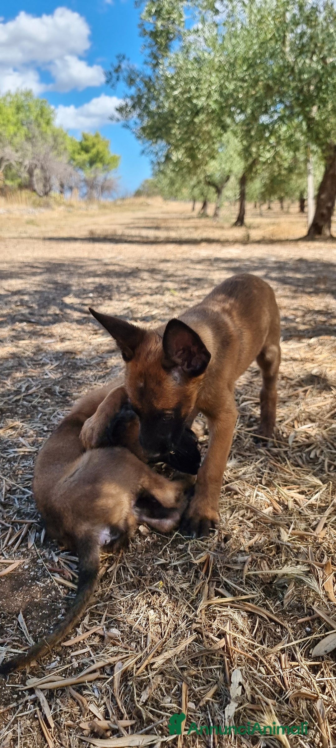 Pastore Belga cani in vendita: Cuccioli Pastore Belga Malinois Napoli Caserta - Annuncio 5