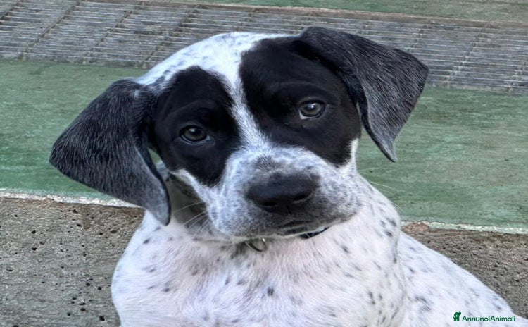 Meticcio cani - Annuncio 14