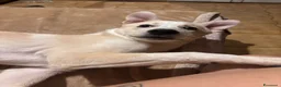 Meticcio cani in regalo: Gigi cinque mesi meticcio taglia media  - Annuncio 8