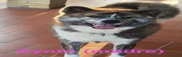 Akita Inu cani in vendita: Vendita cuccioli di Akita Inu giapponese  a Provincia del Sulcis Iglesiente - Annuncio 2