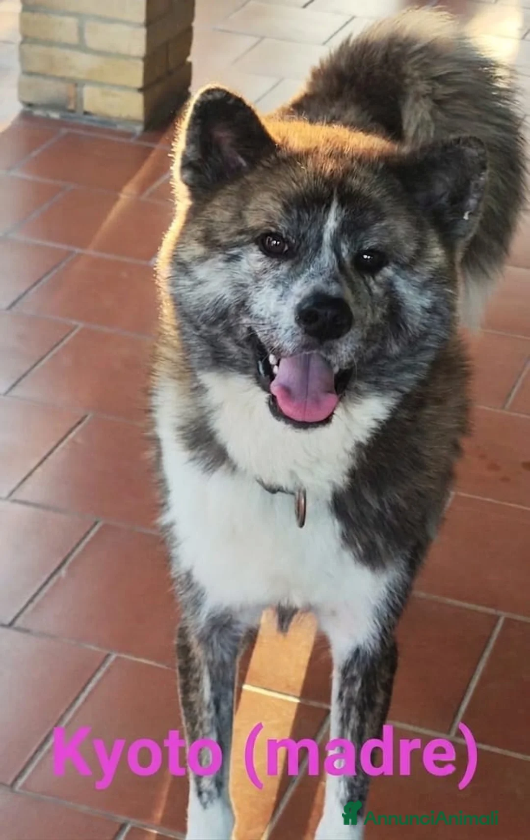 Akita Inu cani in vendita: Vendita cuccioli di Akita Inu giapponese  a Provincia del Sulcis Iglesiente - Annuncio 2