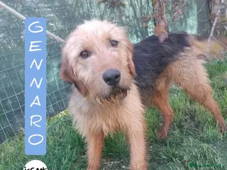 Meticcio cani Gennaro a Provincia di Viterbo - Annuncio 29
