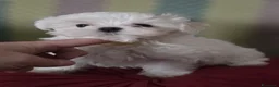 Maltese cani in vendita: 4 Principini bianchi Maltesi - Annuncio 6