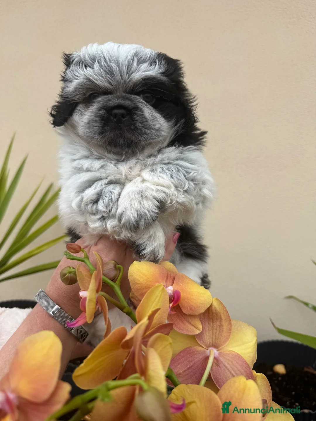 Pechinese cani in vendita: Cuccioli pechinese  - Annuncio 2