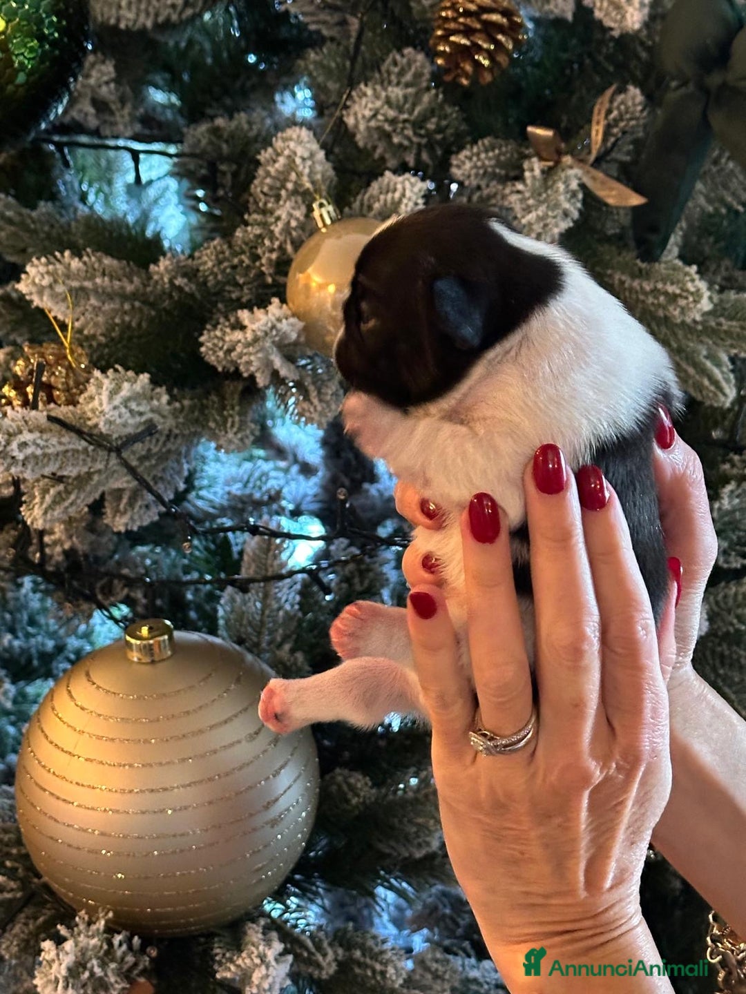 Bulldog Francese cani in vendita: Bulldog francesi  - Annuncio 6