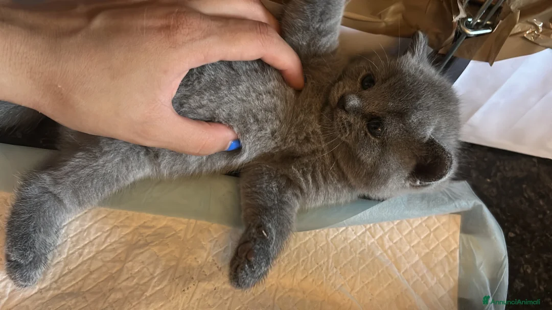 British gatti in vendita: Gattino British Shorthair - Annuncio 2