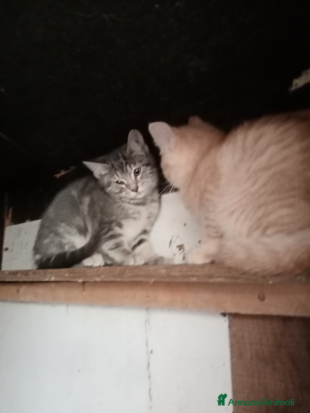 Europeo gatti in regalo: Dolcissima grigetta - Annuncio 5