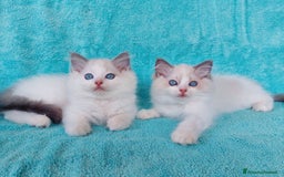 Ragdoll gatti in vendita: Fratellini RAGDOLL con pedigree a Città Metropolitana di Bologna - Immagine 2