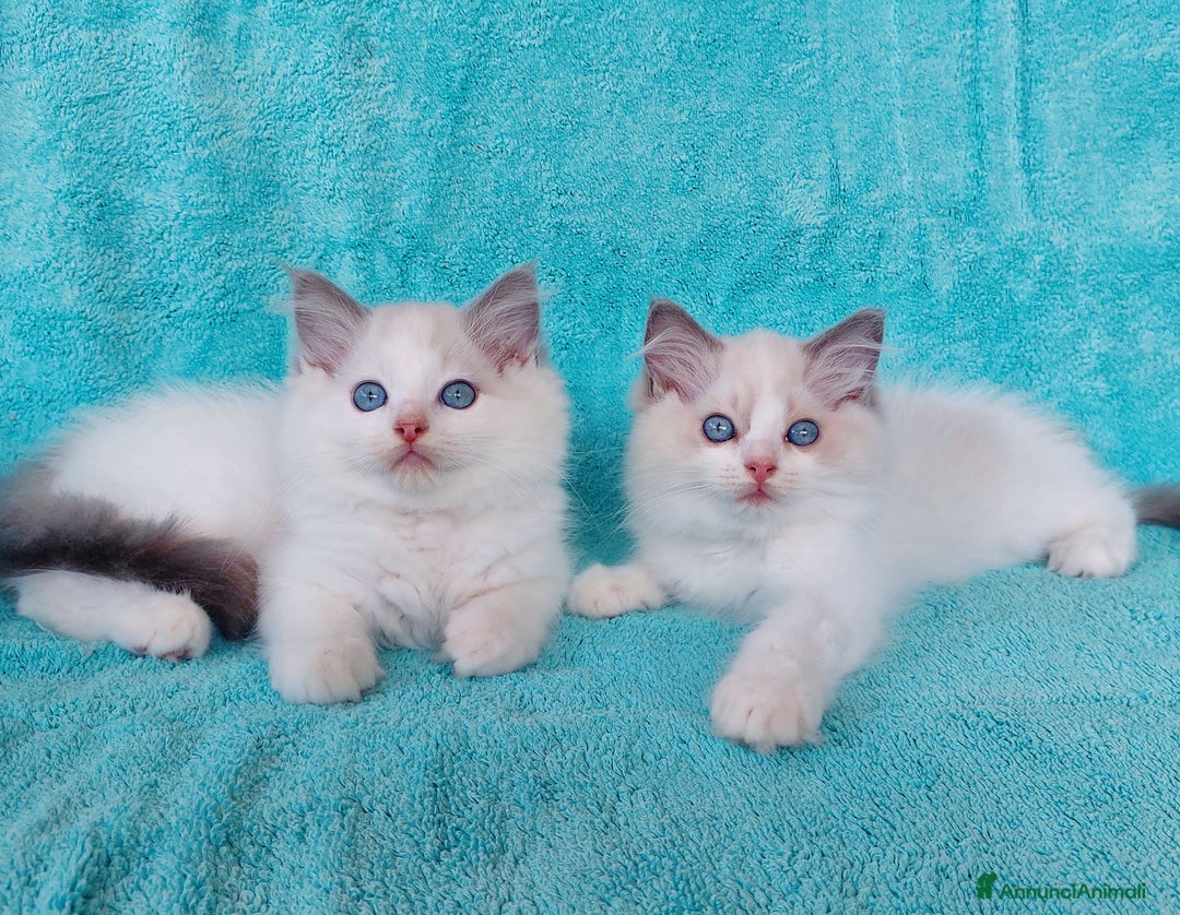 Ragdoll gatti in vendita: Fratellini RAGDOLL con pedigree a Città Metropolitana di Bologna - Immagine 2