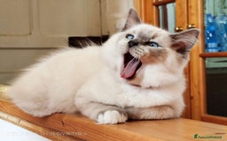 Ragdoll gatti in vendita: Ragdoll  cuccioli  a Torino - Immagine 2
