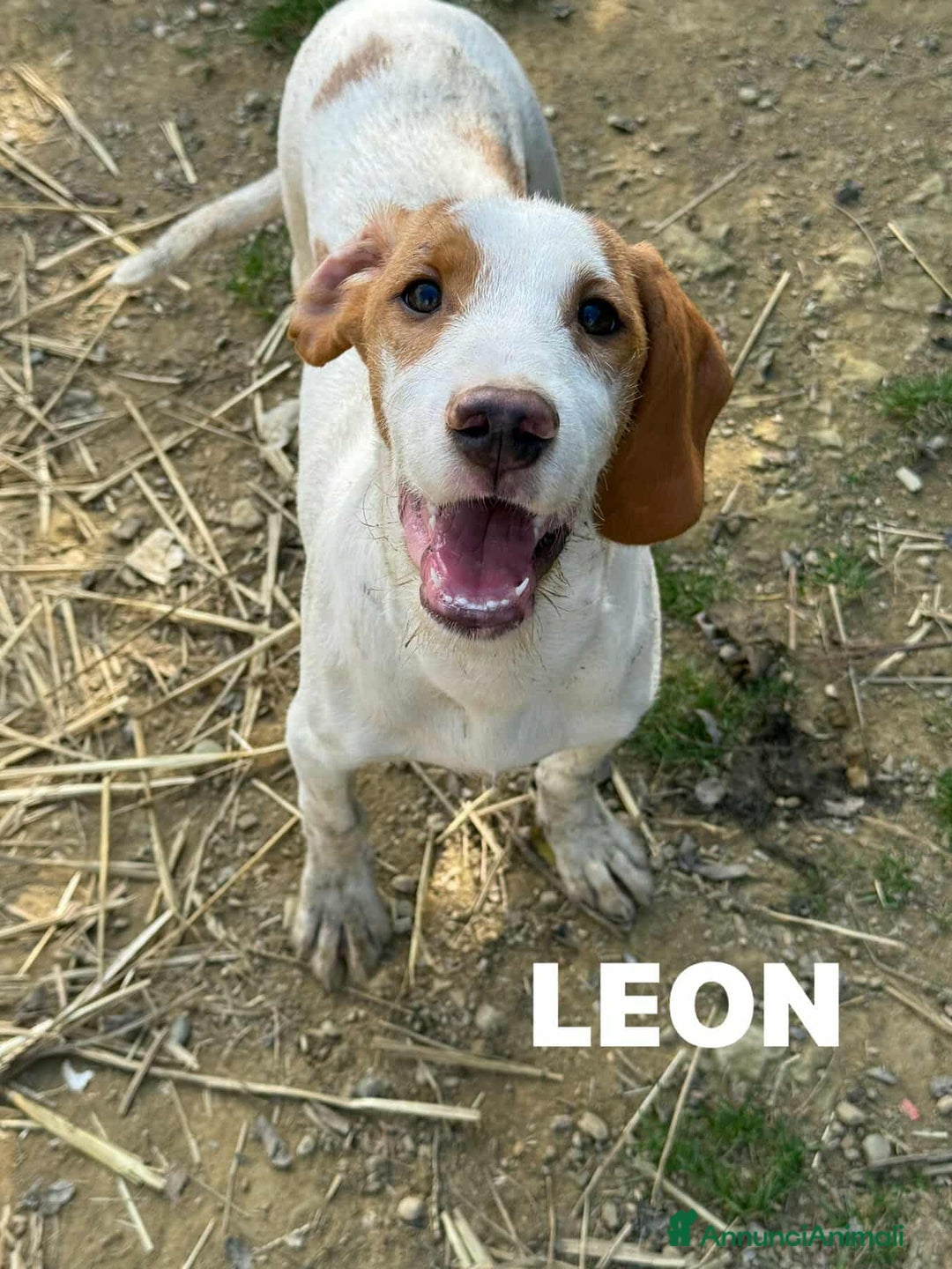 Meticcio cani in regalo: 3 CUCCIOLI cuccioli baffuti cercano casa! - Annuncio 3