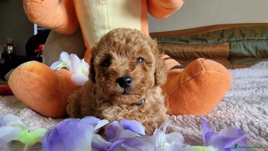 Barboncino cani in vendita: Barboncino - Annuncio 8
