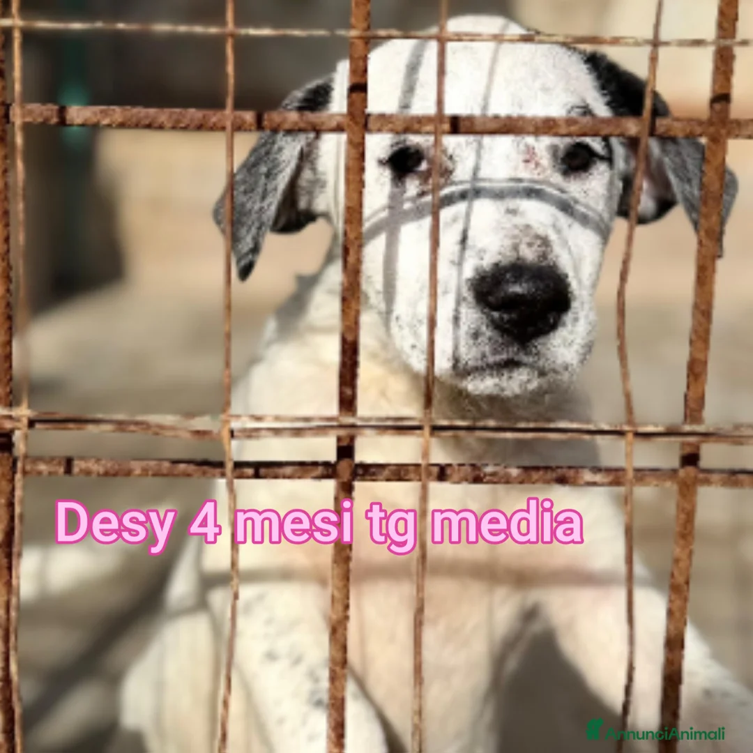 Meticcio cani in regalo: CUCCIOLI TENERISSIMI SENZA CASA - Annuncio 4