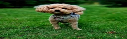 Maltipoo cani in vendita: Cuccioli di Maltipoo ipoallergenici - Annuncio 5