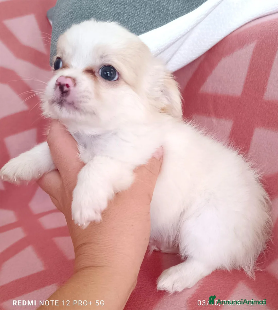 Chihuahua cani in vendita: Vendo cuccioli di cihuahua  - Annuncio 2