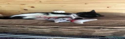 Europeo gatti in regalo: Felix tenerissimo micino bianco e nero a Milano a Città metropolitana di Milano - Annuncio 3