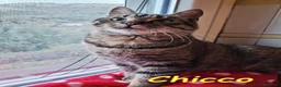 Europeo gatti in regalo: CHICCO, IL RE DELLE FUSA - Annuncio 2
