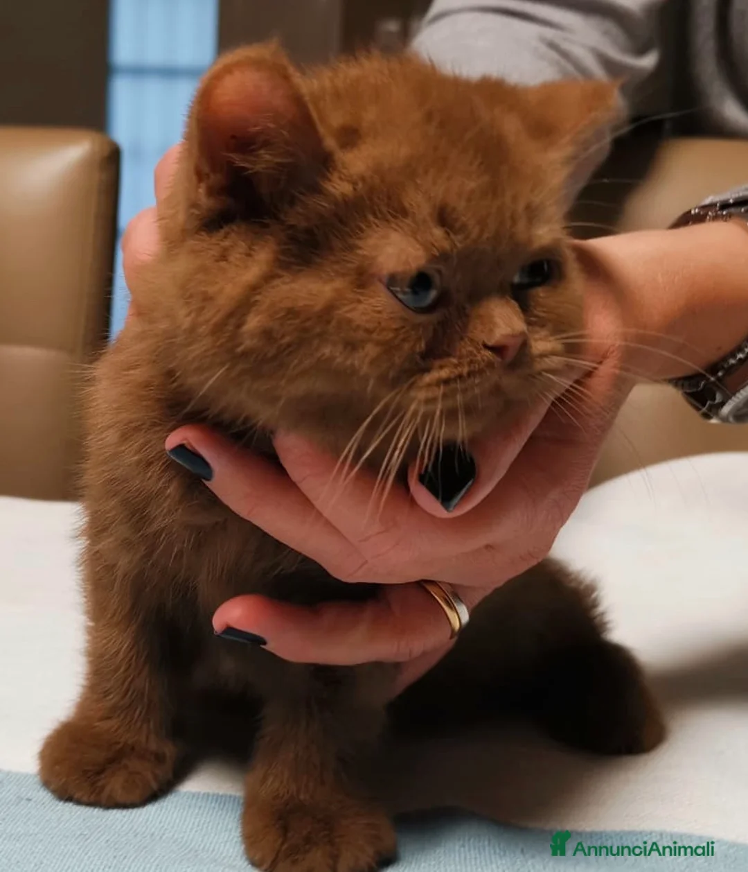 Immagine della galleria {{count}}