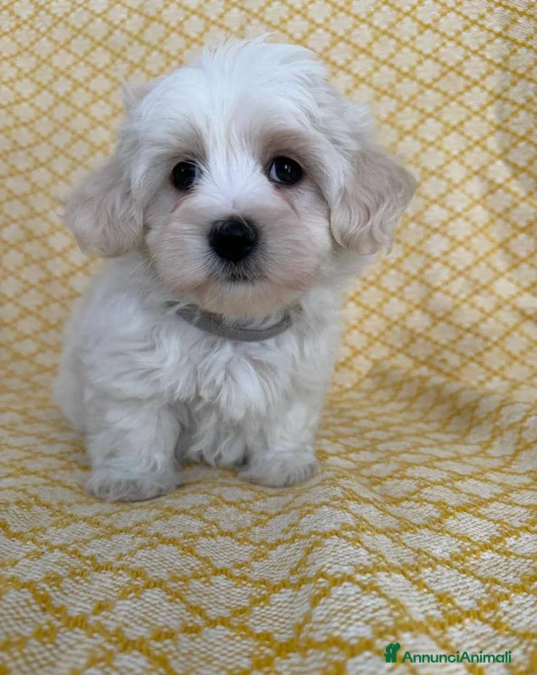 Maltipoo cani in vendita: Cuccioli di Maltipoo  - Annuncio 6